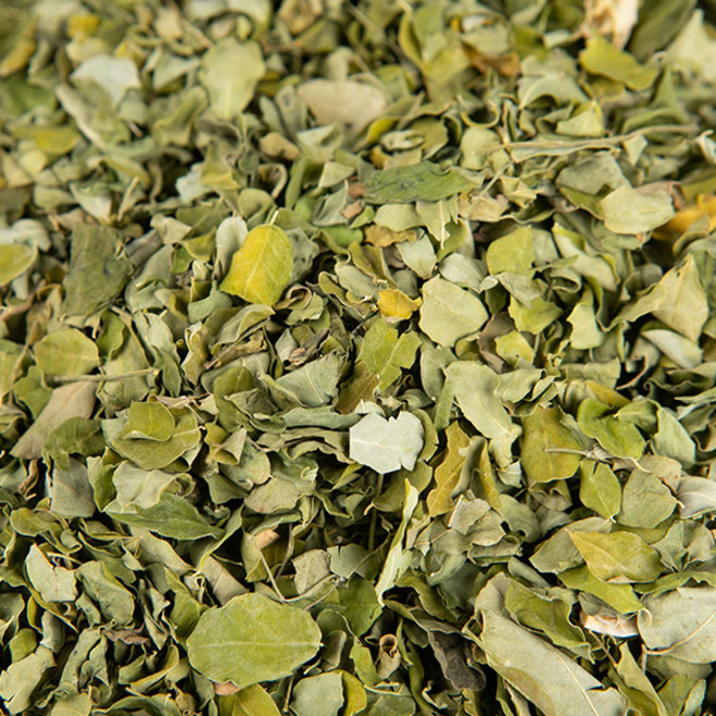 모링가잎 600g 모링가, 1C95_모링가잎 600g, 1개