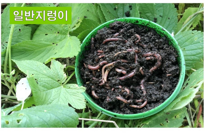 캠핑만물 낚시 미끼 지렁이, 1개