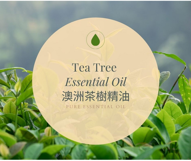 MORNEN ARROMATHERAPY 澳洲茶樹精油, 10g, 1個, 10ml
