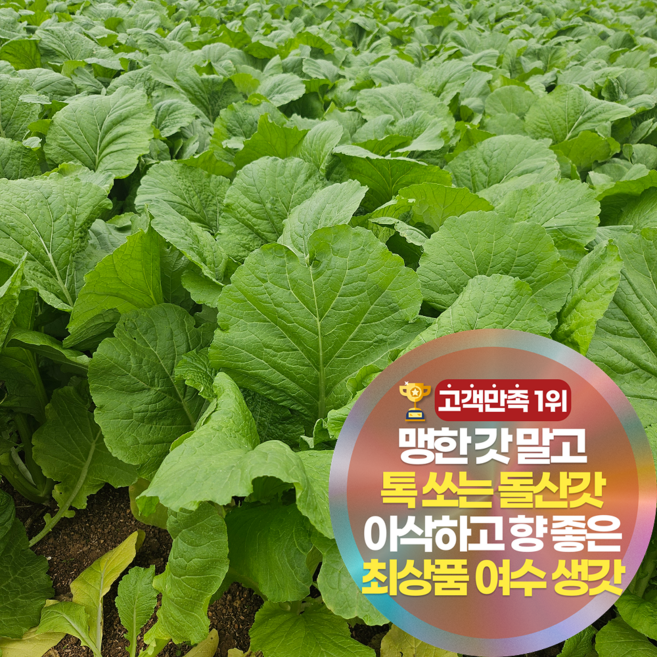 삼시세끼연구소 알싸함터지는 여수 돌산 갓 생갓 청갓 최상품, 1박스, 5kg