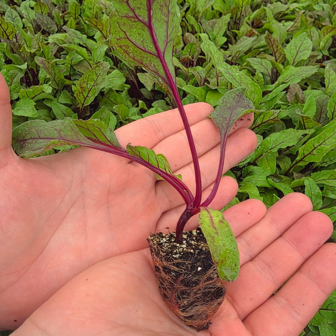 [오감] 비트 모종 봄 가을 채소 묘종, 21개