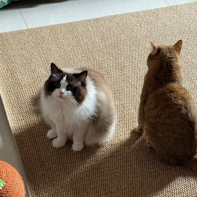 미스터댕댕 스크래쳐 고양이 논슬립 카페트 특대형 화장실 매트, 브라운, 1개