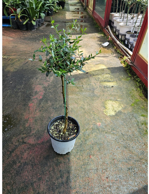 그린식물팜 아르베키나올리브나무 외목대 중품 반려식물 플랜테리어, 1개