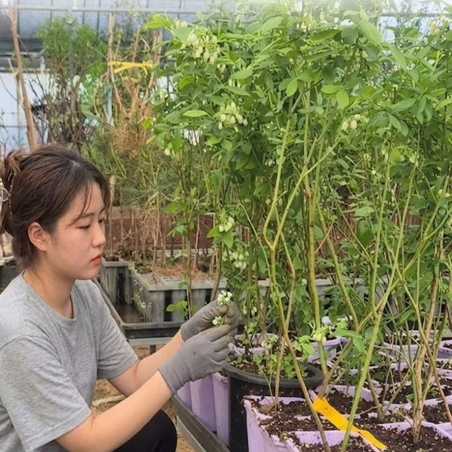 블루베리묘목 완벽 가이드 — 선택 방법부터 주의사항까지