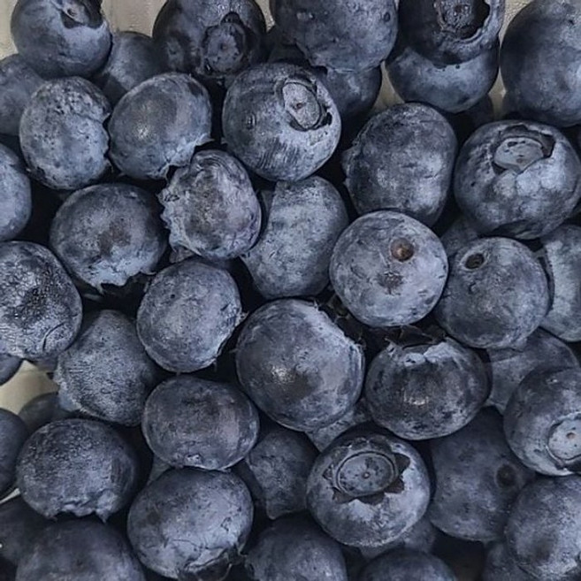 싱싱한 칠레산 생블루베리 125g 10팩 슈퍼푸드 과일, 10개