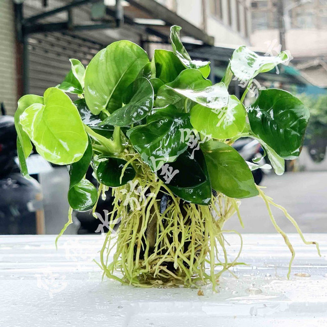 悠悠寵物 娜娜小榕 盆裝陰性水草 茂盛多變 水族造景 前景中景適用, 1個, 小榕