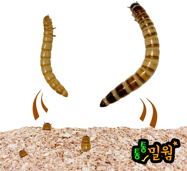 통통 극소밀웜 0.3~0.8cm 150마리(1팩), 370mg, 2개 - 쿠팡