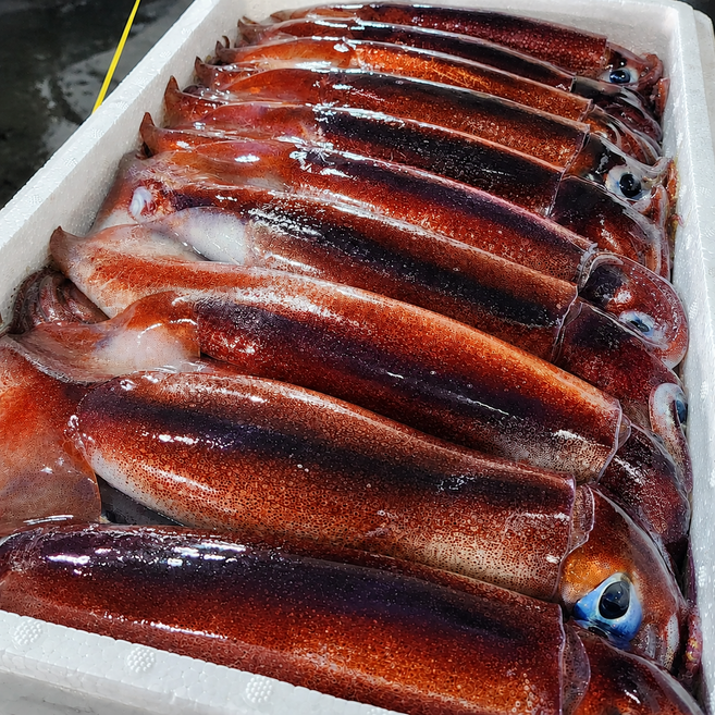 [제철특가 산지직송]당일조업 국내산 자연산 생물 초코오징어, 1박스, 2kg
