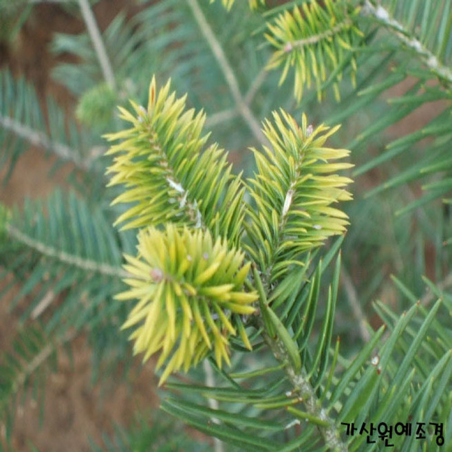 [가산원예조경] 전나무 실생5년 20주묶음