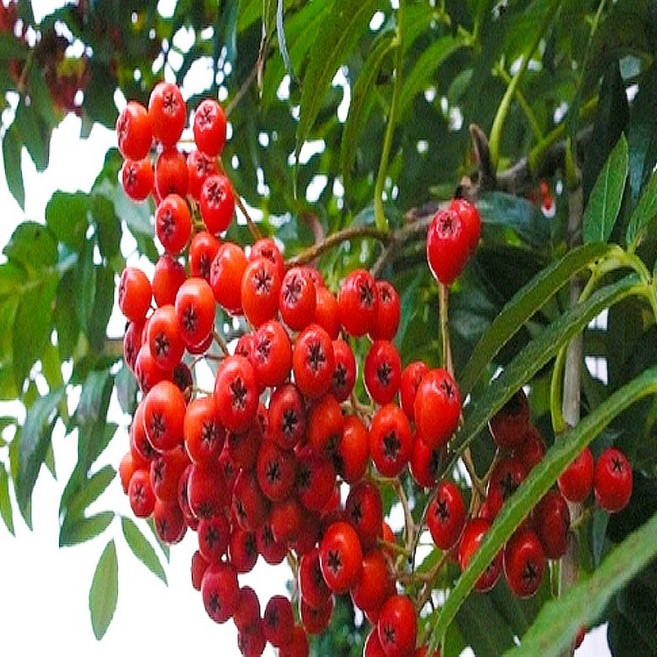 마가목나무 묘목 마가목묘목 1년생 20cm 나무묘목YS, 19.마가목묘목 20cm이상, 1개