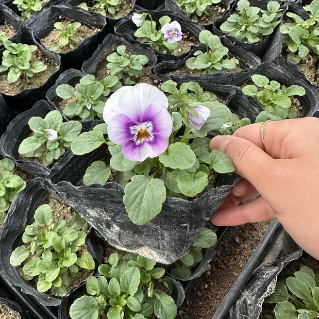 골드씨드 꽃모종 비올라 모종 연분홍 4치포트, 1개