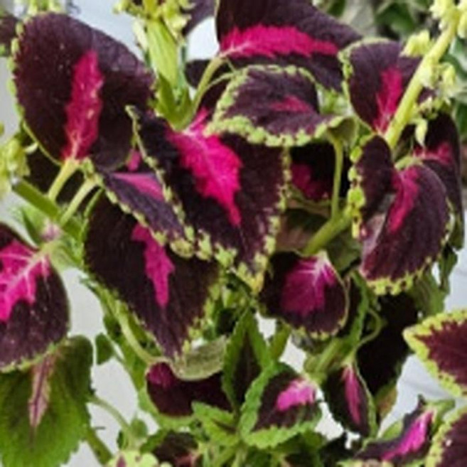 콜레우스 (초콜릿커버드체리) 코리우스 무늬잎 모종 10cm포트 세개묶음 AD88