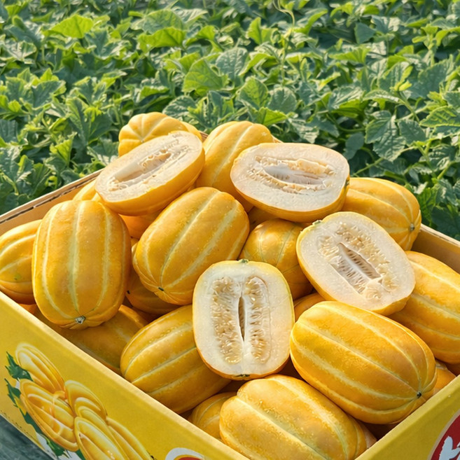 성주 꿀 참외 특품 산지직송, 1박스, 5kg (로얄과)