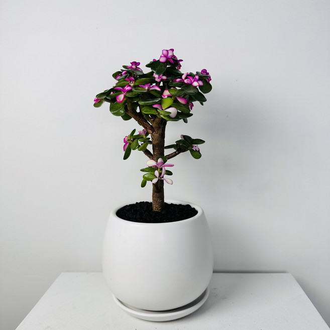 은행목 사랑목 미니벚꽃나무를 닮은 핑크 아악무 꽃나무 공기정화식물 승진 축하화분 윤스가든, 1.미니은행목_볼항아리, 1개