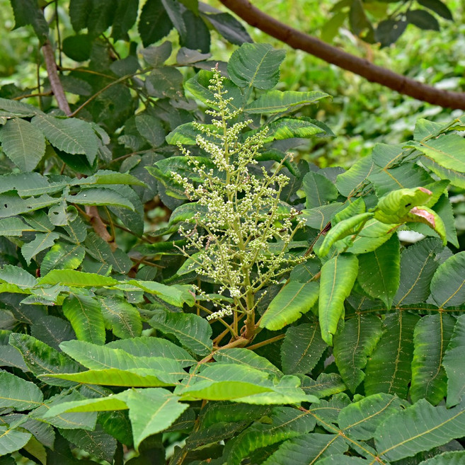 [충북농원] 참옻나무 옻나무 묘목 - 1~2년생 실생묘, 실생/1년생/특묘, 1개
