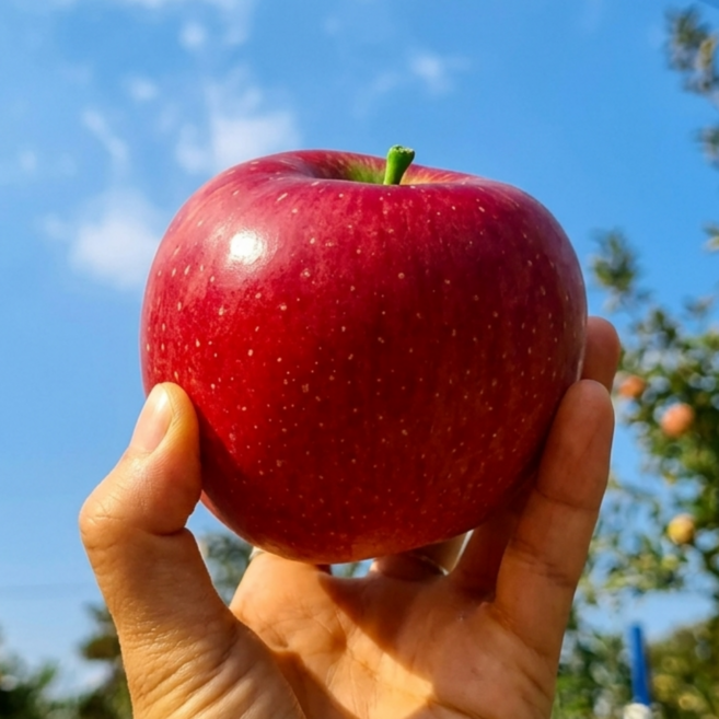 [신선직송] 초고당도 특품 국내산 부사사과, 1박스, 5kg