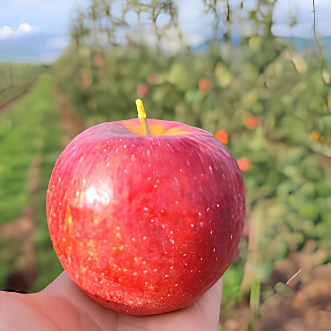 [가정용특가] 산지직송 고당도 아삭달콤 부사사과, 1박스, 4kg(24과내외)