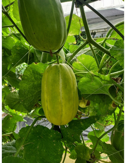 금싸라기참외모종 채소모종 주말농장모종/텃밭모종, 1개