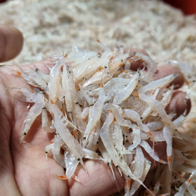 급냉 동백하 새우 1kg, 1개