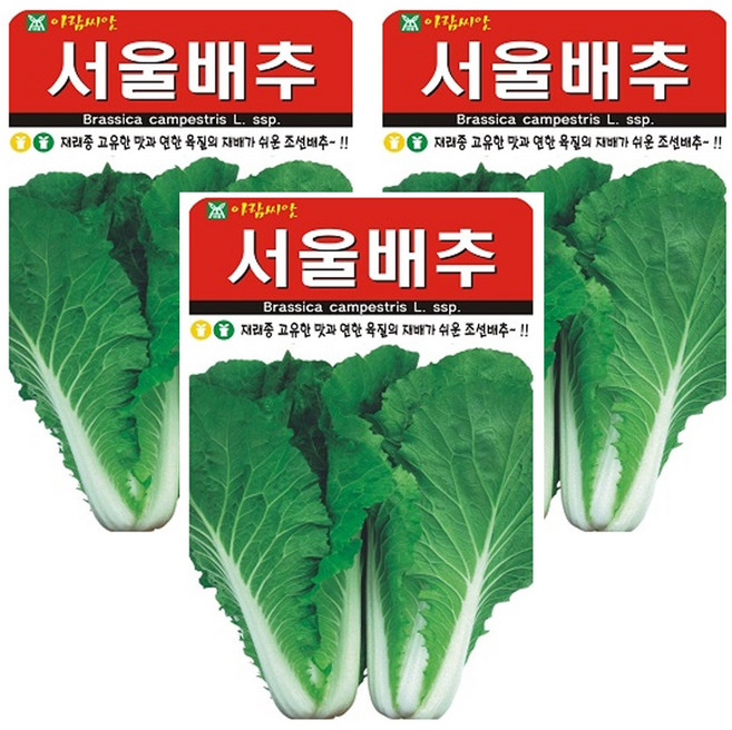 서울배추 씨앗 조선배추씨앗 종자 씨, 3개