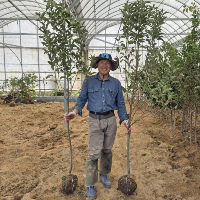 바이오체리 나무 묘목 3년생, 1개, 바이오체리 3년생