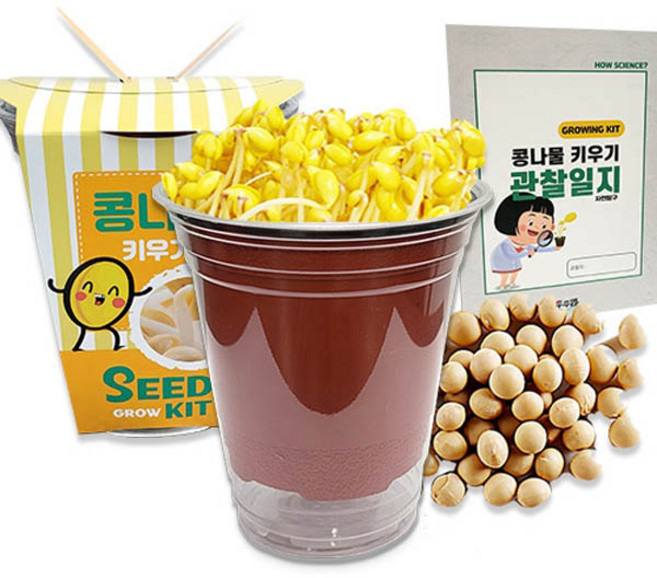 두두엠 콩나물 키우기 (관찰일지포함)/189874/재배 기르기