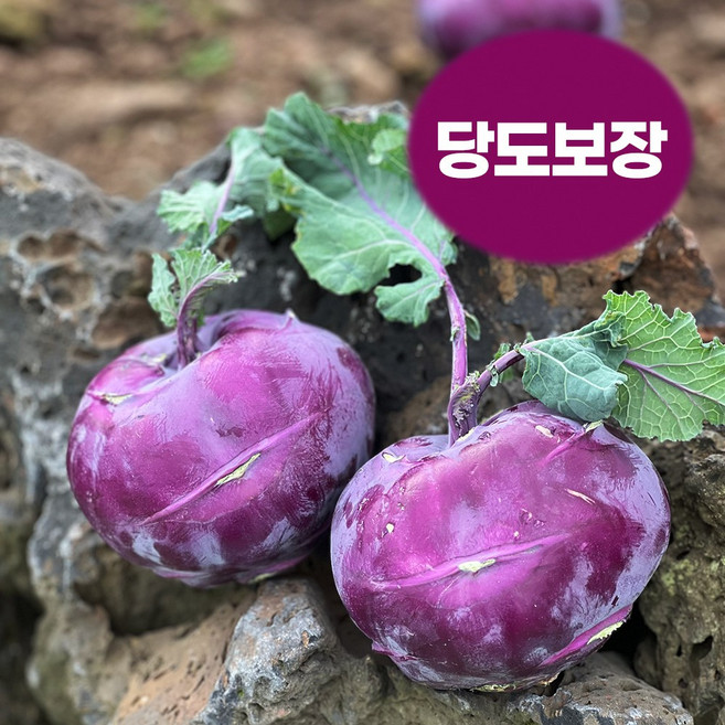 달콤 아삭 제주 콜라비 최상품 특과, 1박스, 5kg