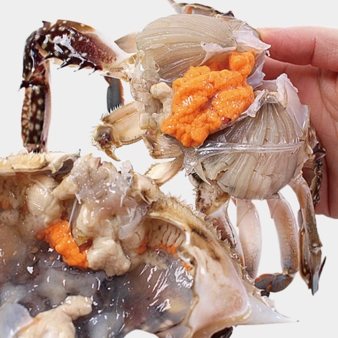 살아있는 생물 꽃게 알베기 암꽃게, 1박스, 1kg 4-6마리