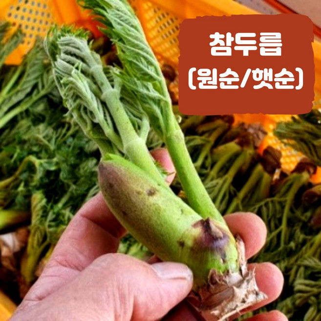[2026년 참두릅 예약판매] 참두릅 원순 국내산 500g 1Kg 전라도 산지직송, 1박스
