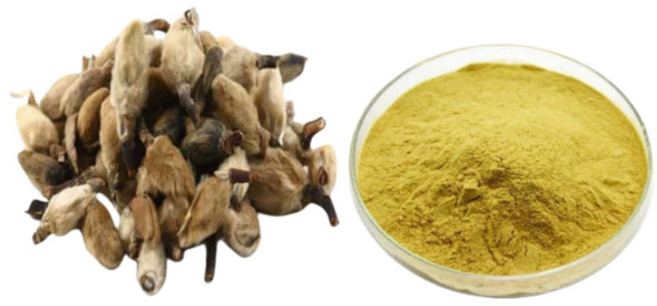 목련꽃 옥란화 농축 추출물, 1개, 500g