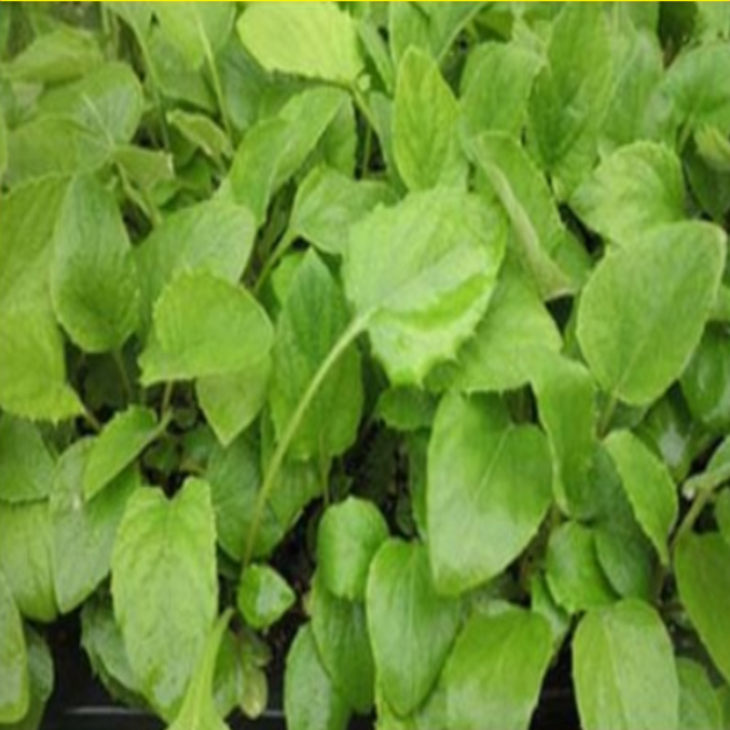 수리취 떡취모종(트레이모판) 100개 gj2511