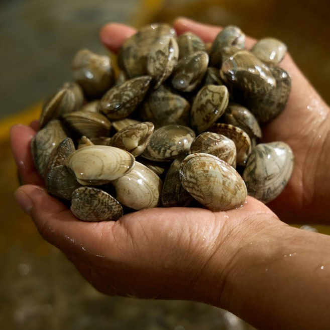 국산 고창 참 바지락 해감바지락, 1박스, 5kg