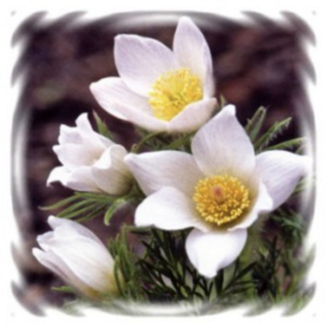 [꽃씨]할미꽃, 화이트벨 : 10립, 1개