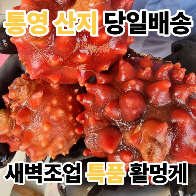[통영직송] 활멍게 당일배송 특품 멍게, 1세트, 2kg(중대)