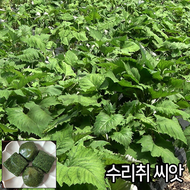 수리취 씨앗 100알 취나물 종자 떡취 곰취 씨앗 참취, 1개