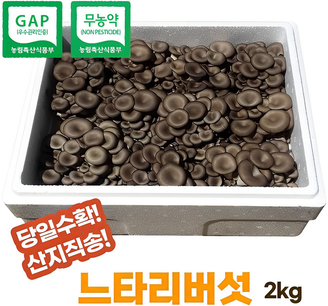 [산지직송]무농약느타리버섯2kg(무료배송), 1박스, 2kg