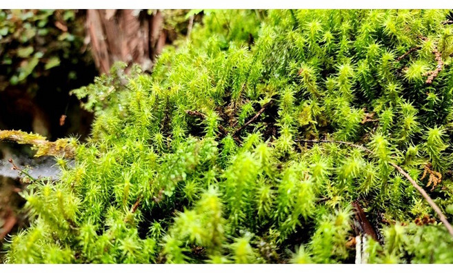 活體苔蘚 植物造景 盆栽裝飾, 1個