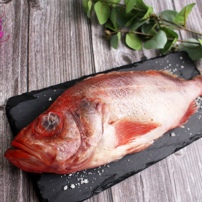 바다받아 도매 제수용 적어 장문볼락, 7kg 500/700 (11-12미)