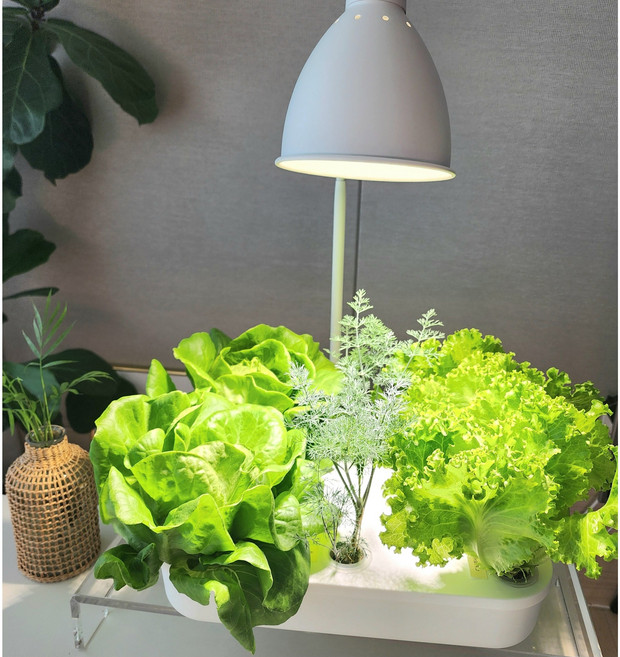 수경테리어 녹조예방 수경재배 화분 수경재배 키트 수경재배 화분세트, 1개, 7구(포트+그로단+포트마개+하이포넥스+유럽상추씨앗)