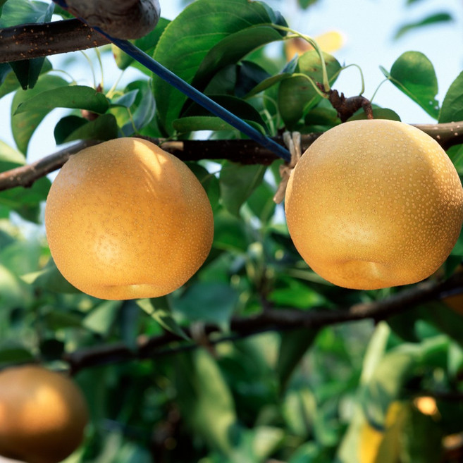 산정마을 나주배 선물용 가정용 선물세트 흡집배 못난이 배 5kg 7.5kg 15kg, 나주배 가정용 15kg(26-30과), 1개