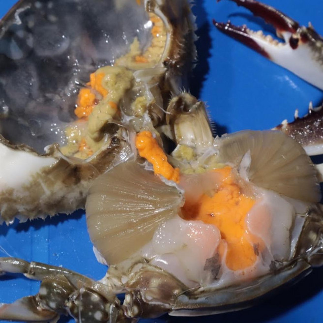 봄제철 서해안 연평도 알배기 활암꽃게 생물 암꽃게 산지직송, 1개, 1kg(4-6미)