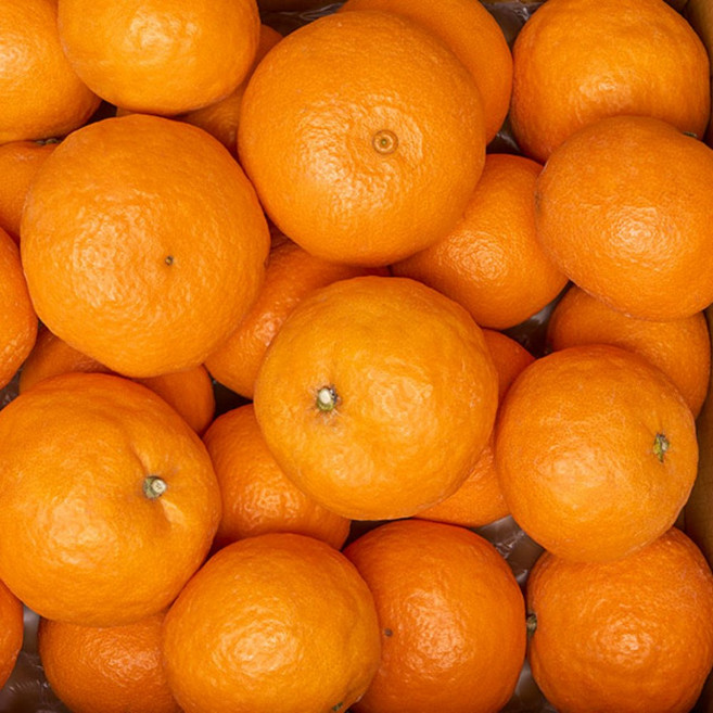 생귤탱귤 제주 하우스 고당도 카라향, 1개, 카라향 실속형 꼬마 5KG