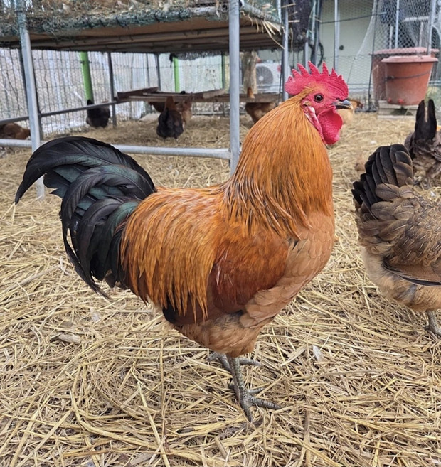 부화용 유정란 시골 토종닭 청리닭 재래닭 종란 분양, 토종 청리 재래닭 종란 15구