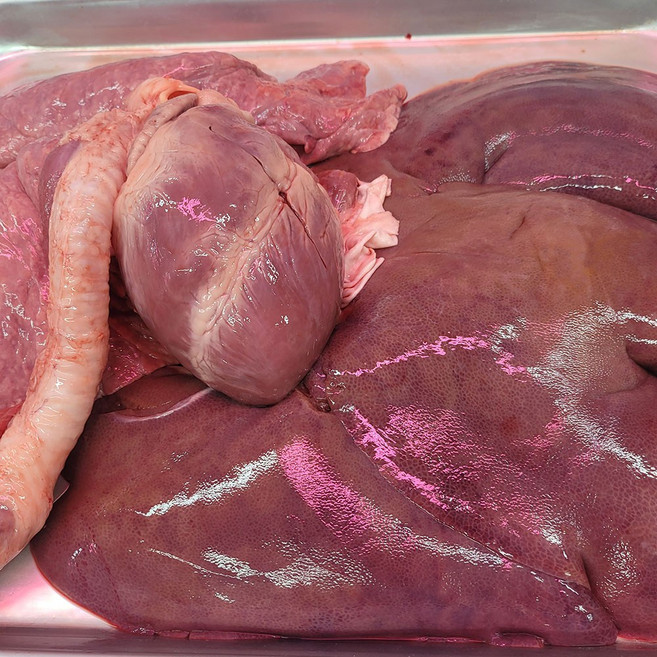 당일도축 한돈 돼지 간허파염통울대 한마리분 2.4kg 이상 오늘도축 신선한 돼지내장묶음, 1개