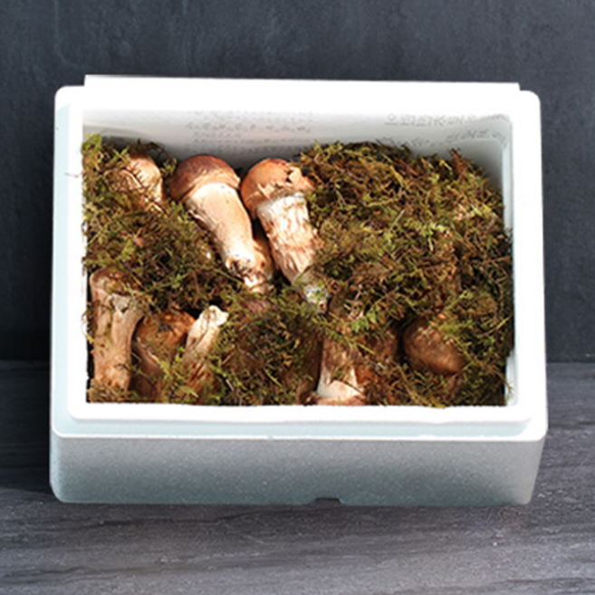 참송이 버섯 명절 부모님 교수님 선물 세트, 1세트, 참송이버섯 특품 1kg 선물세트