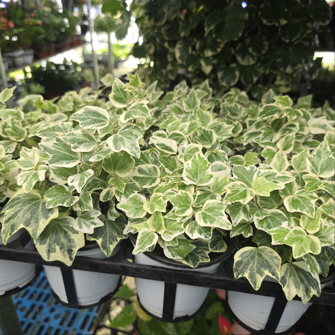 1+1 수입 아이비 수성아이비 반려식물 공기정화 식물학박사, 1개