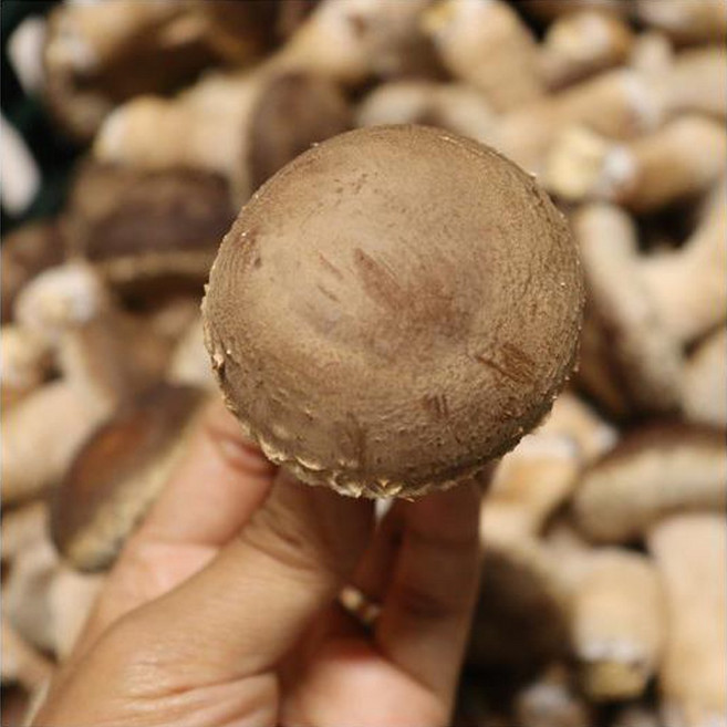 국내산 무농약 송화고버섯 말린 송화 송고 화고 표고 건송화고 버섯 천연조미료 가루, 송화고 분말 250g, 1개