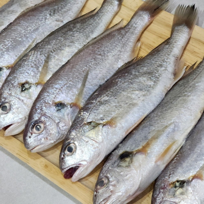 국내산 급냉 백조기 국내산조기 생조기 조림용 구이용 조기, 1개, 1kg (7-12미내외)