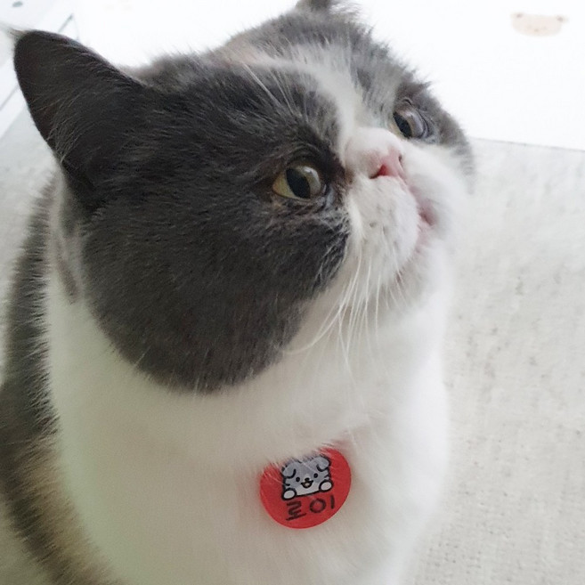 미소펫 가볍고 예쁜 강아지 고양이 일러스트 인식표 글로시 목걸이 이름표, 파스텔레드, 1개, 소형