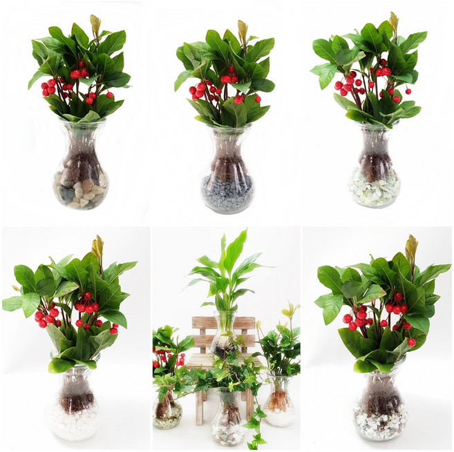 트리앤 1+1 푸딩병 개운죽 / 단지(1개) 아이비식물 테이블야자 천냥금 행운목 산데리아 홍콩야자 수경식물 수경재배, b3. 라인병 천냥금(옥돌) 1개, 1개